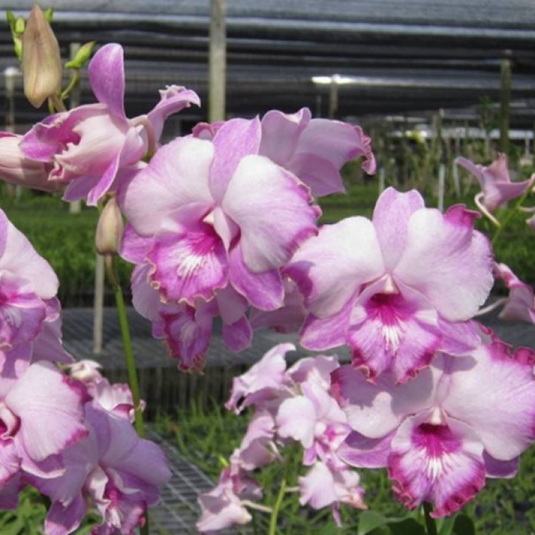 Dendrobium Orchid Plant Pink Dragon - Seedling