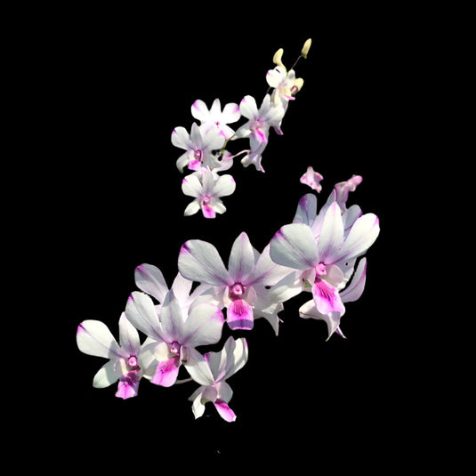 Dendrobium Orchid Plant Popeye- Seedling