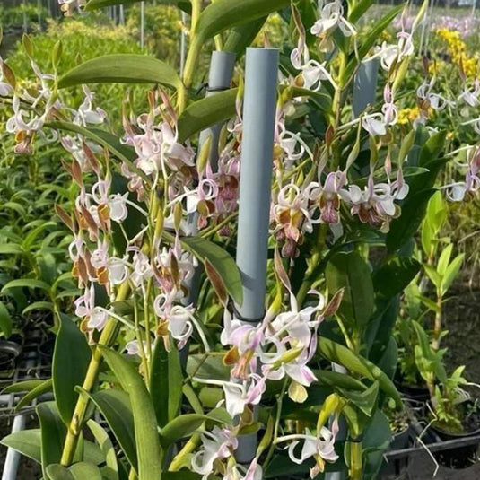 Dendrobium Orchid Plant Rabbit #335- Seedling