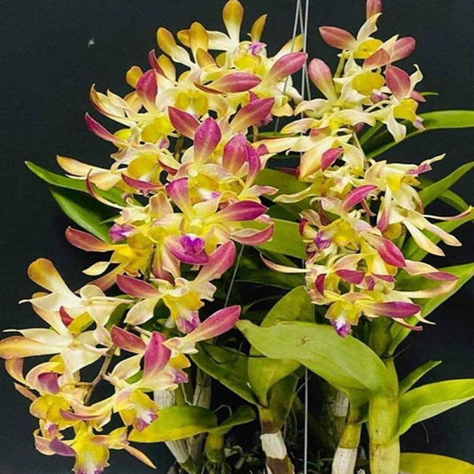 Dendrobium Orchid Plant Rabbit Hawaii - Seedling