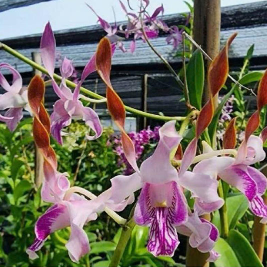 Dendrobium Orchid Plant Rabbit Red #86 - Seedling