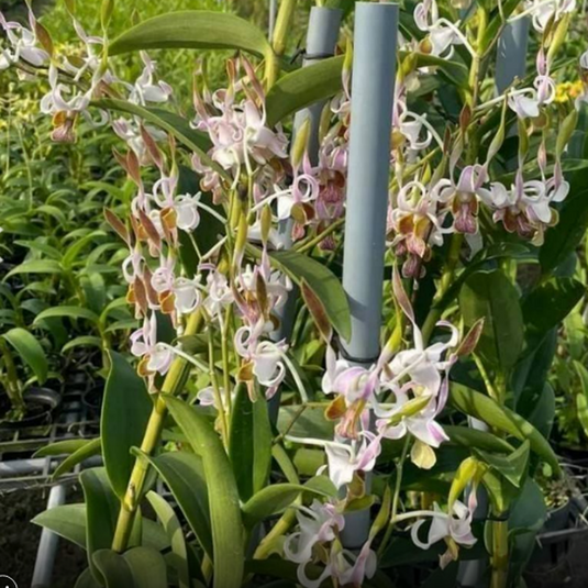 Dendrobium Orchid Plant Rabbit Twisted # 335- Seedling