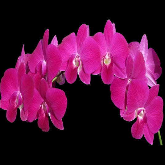 Dendrobium Orchid Plant Red Ruby - Seedling