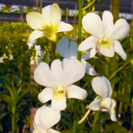 Dendrobium Orchid Plant Sanan White - Seedling