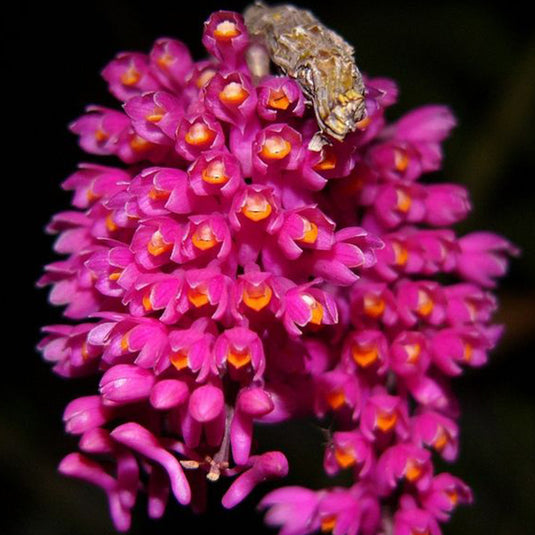 Dendrobium Exotic Orchid Plant Secundum Hybrids Ready to Bloom