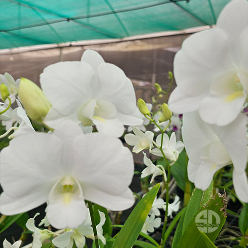 Dendrobium Orchid Plant Snowy White x Burana White Seedling