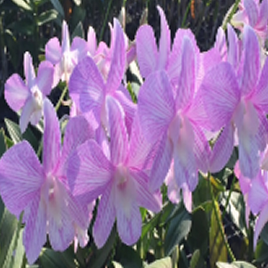 Dendrobium Orchid Plant (Thanida Pink Stripe x Hawaii Stripe) #19 - Seedling