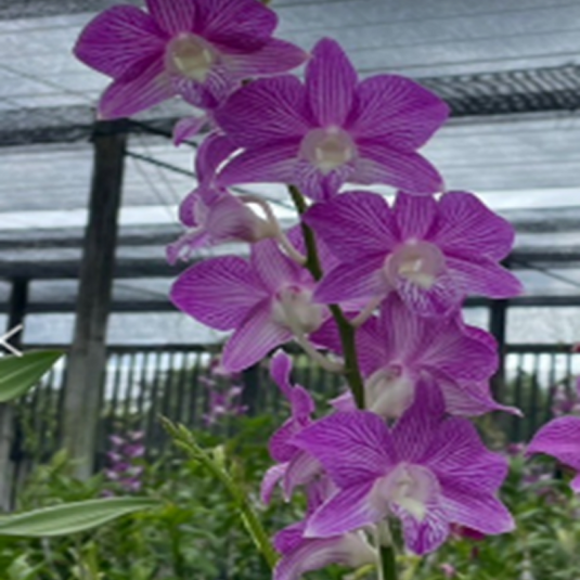 Dendrobium Orchid Plant (Thanida Pink Stripe x Hawaii Stripe) # 5 - Seedling