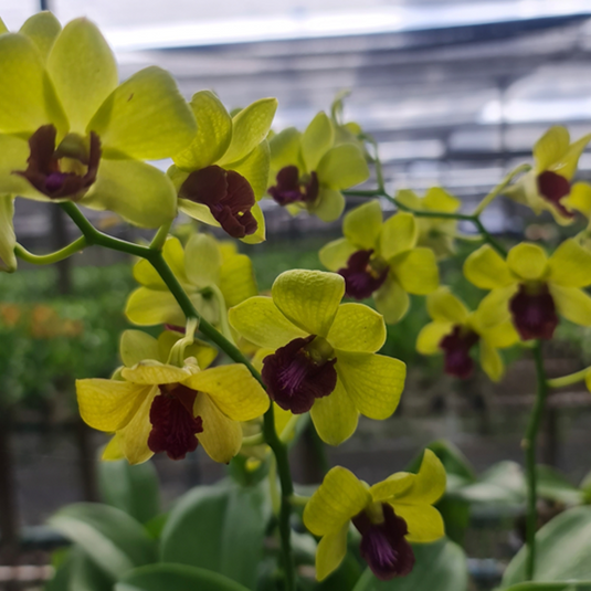 Dendrobium Orchid Plant Thongchai Gold # 30 - Seedling