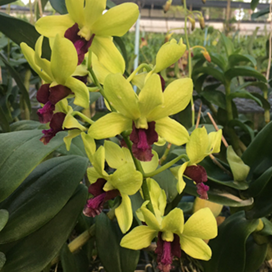 Dendrobium Orchid Plant Thongchai Gold #421- Seedling