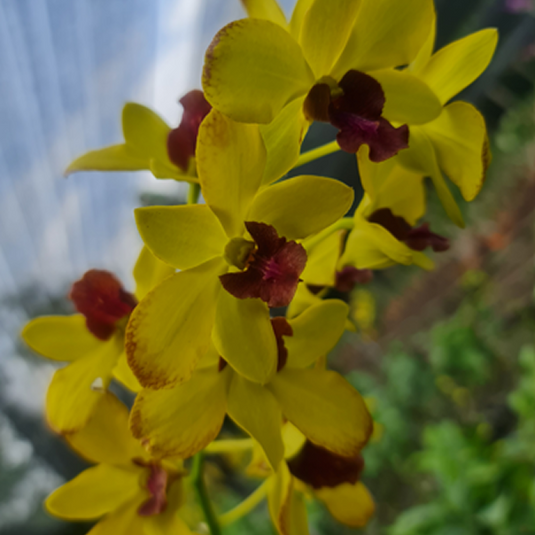 Dendrobium Orchid Thongchai Gold KP bright golden yellow flower with full rounded petals