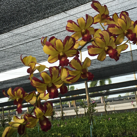 Dendrobium Orchid Plant Thongchai Gold Splash x Lipstick '412' Seedling, yellow flower with splash pattern