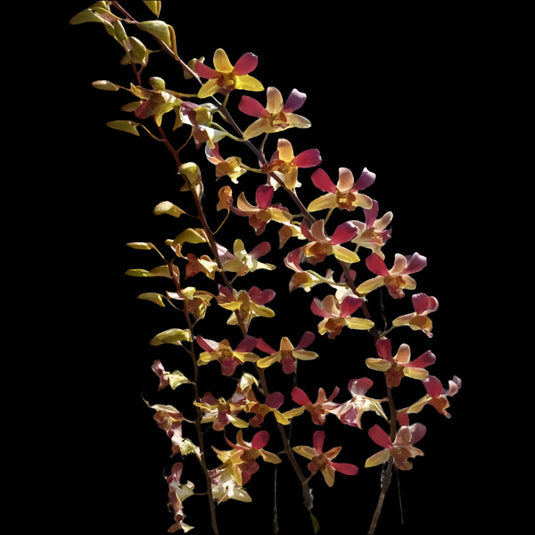 Dendrobium Orchid Plant Tommy - Seedling