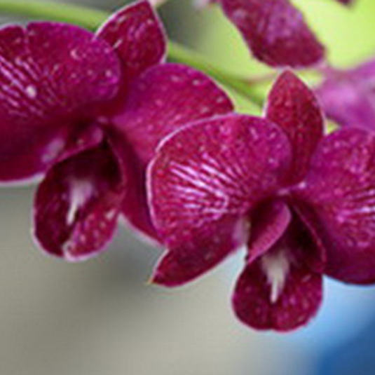 Dendrobium Orchid Plant Trippawan Red - Seedling