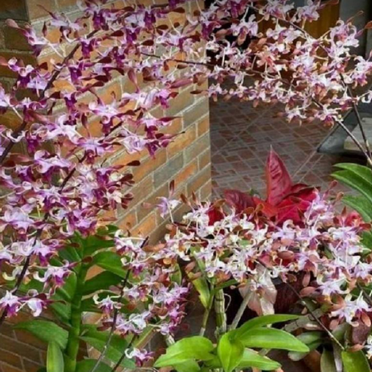 Dendrobium Orchid Plant Uthai Purple #409 - Seedling