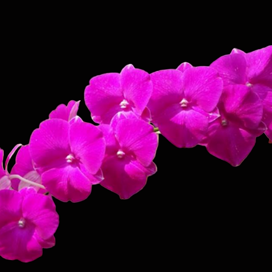 Dendrobium Orchid Plant Vinca - Seedling