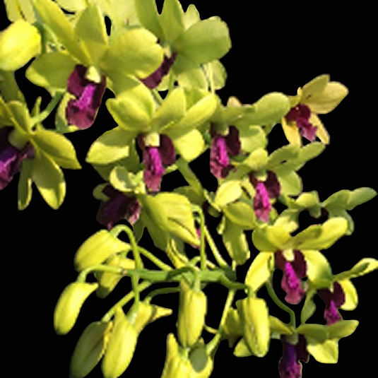 Dendrobium Orchid Plant Vipa Meayneal- Seedling