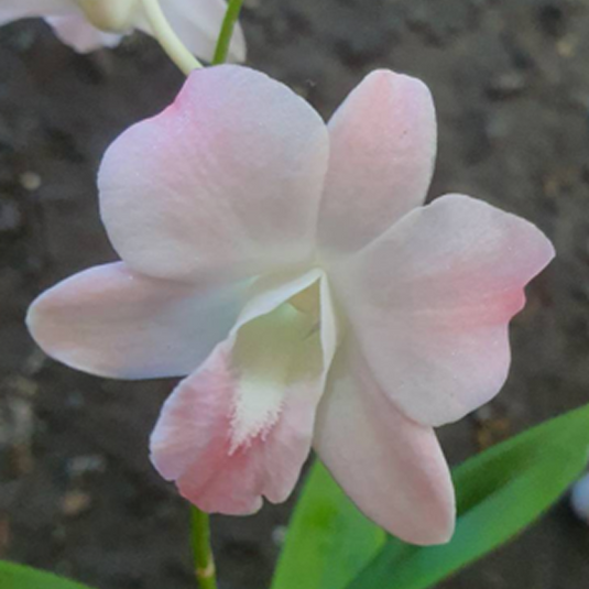 Dendrobium Orchid Plant Visa Peach #326- Seedling