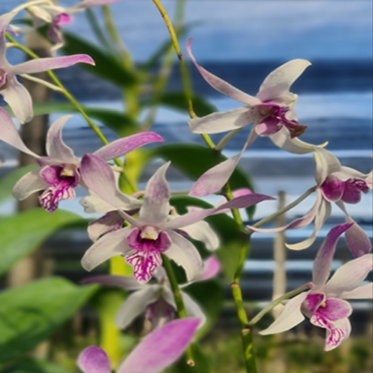 Dendrobium Orchid Plant Warawan - Seedling