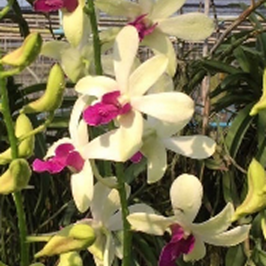 Dendrobium Orchid Plant Woon Leng # 835 - Seedling