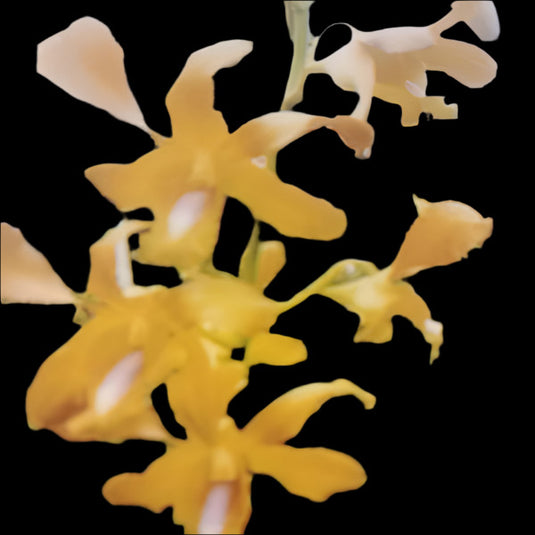 Dendrobium Orchid Plant Yellow Twist #188 - Seedling