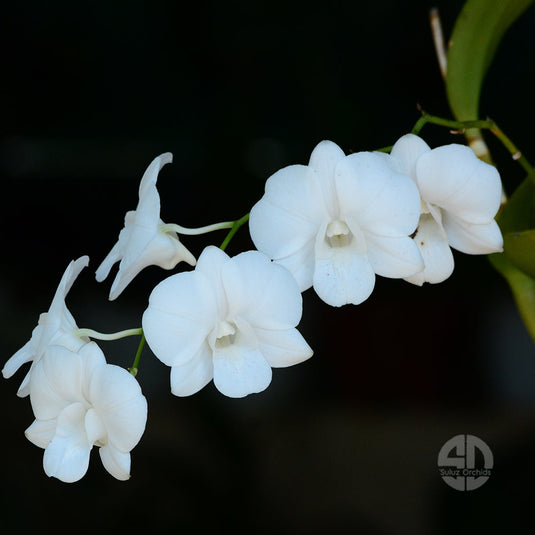 Dendrobium Orchid PM White- Medium Stage