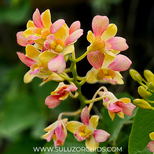 Dendrobium Orchid Pretty Doll - Seedling