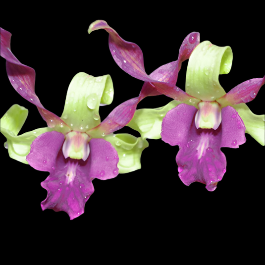 Dendrobium Orchid Plant Purple Green Twist - Seedling