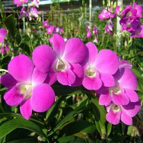 Dendrobium Orchid Plant Queen Pink x Karen - Seedling