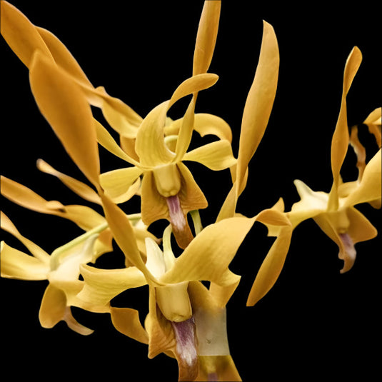 Dendrobium Orchid Plant Rabbit Gold #194 - Seedling