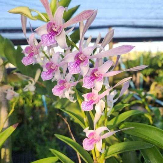 Dendrobium Orchid Plant Rabbit Pink #180 - Seedling