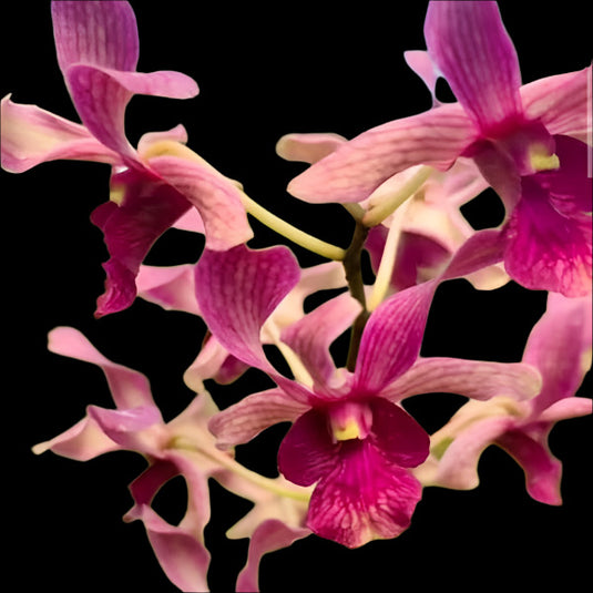 Dendrobium Orchid Plant Rabbit Prince - Seedling