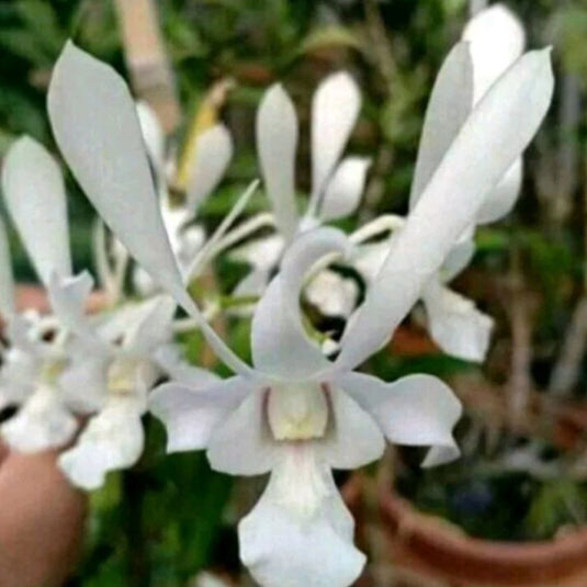 Dendrobium Orchid Plant Rabbit White- Seedling