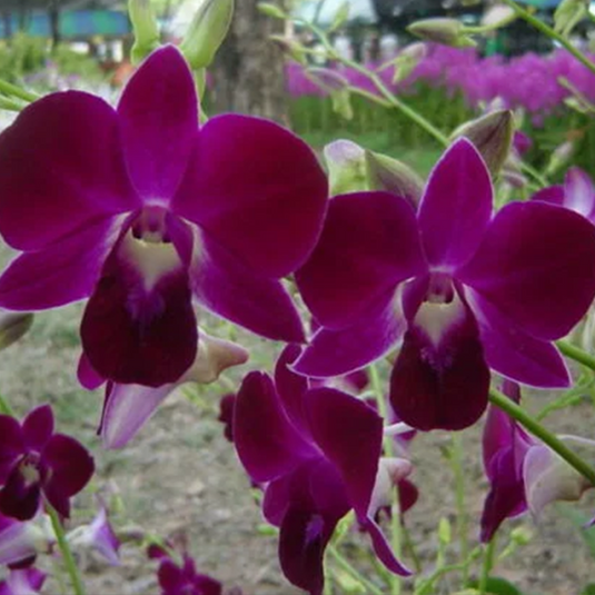 Dendrobium Orchid Plant Red #626 - Seedling