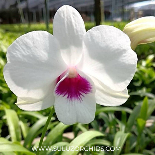 Dendrobium Orchid White Red Lip #48 white flower with red lip