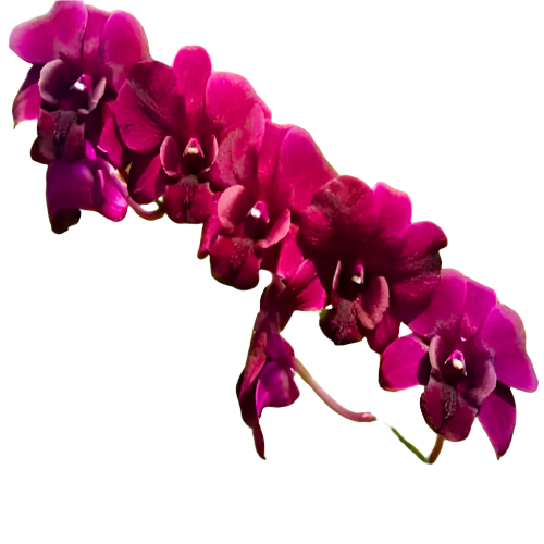 Elegant Red Dendrobium orchid showcasing rich rose-red petals with a contrasting center.