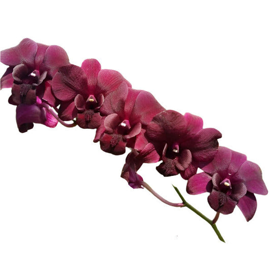 Dendrobium Orchid Plant Red Town - Seedling