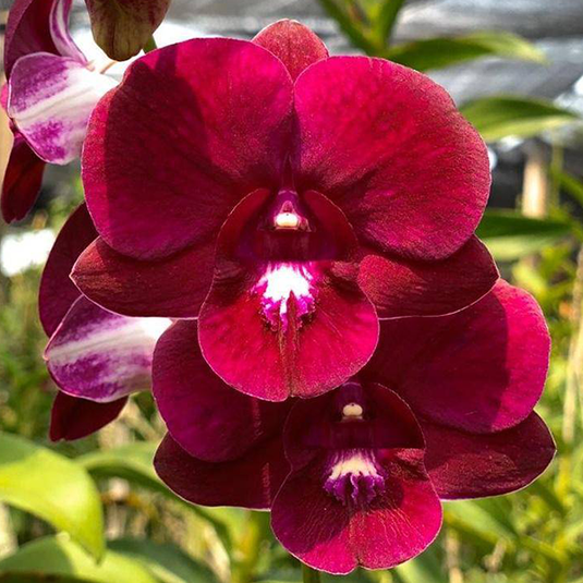 Dendrobium Orchid Plant Red White Lip- Seedling