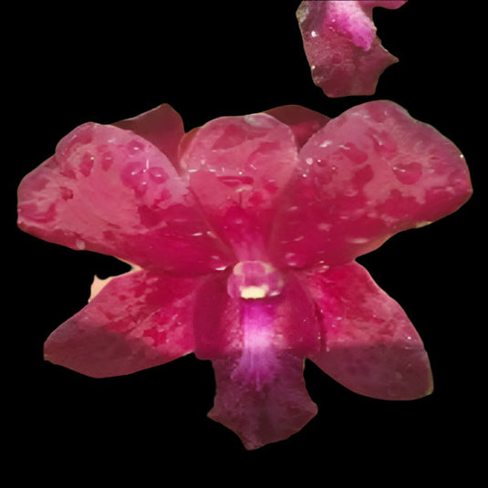 Dendrobium Orchid Plant Red Wine - Seedling