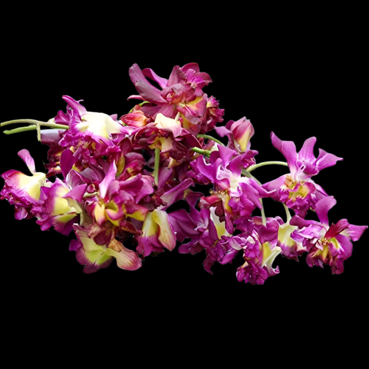 Dendrobium Orchid Plant Rose Betty Blue - Seedling