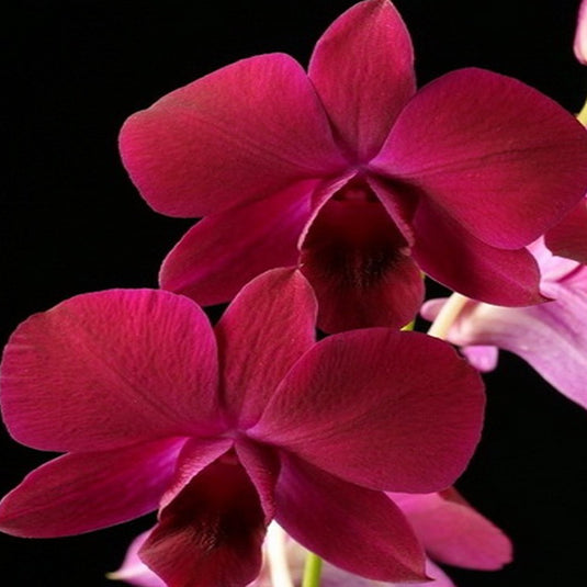 Red Dendrobium orchid plant with vibrant Rose Red blooms