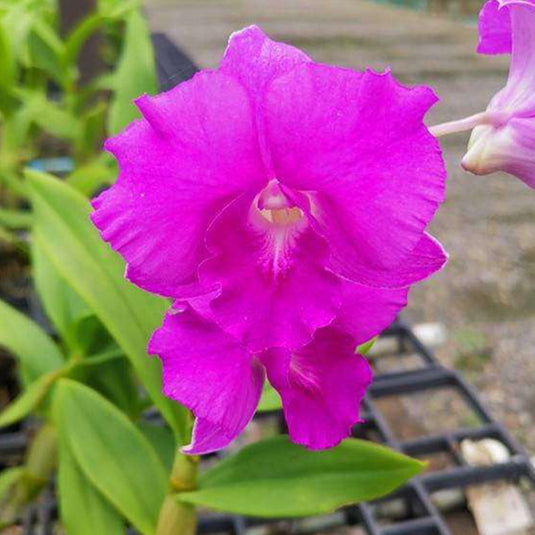 Dendrobium Orchid Plant Rosy Pink Seedling