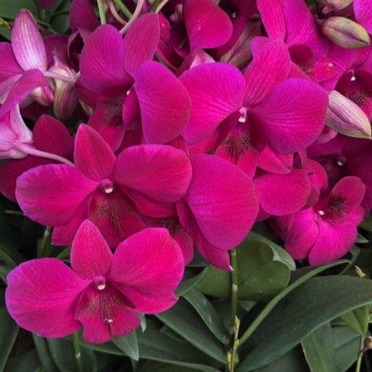 Blooming Magenta Dendrobium orchid featuring cheerful deep magenta flowers in clusters