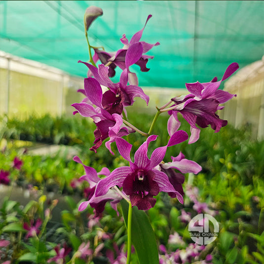 Dendrobium Orchid Serene Chang Mature Bushy Plant- Ready To Flower