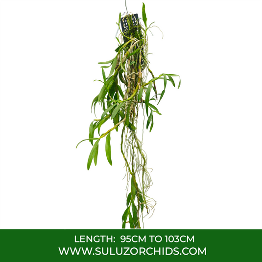 Dendrobium Orchid Siam White Exotic Plant