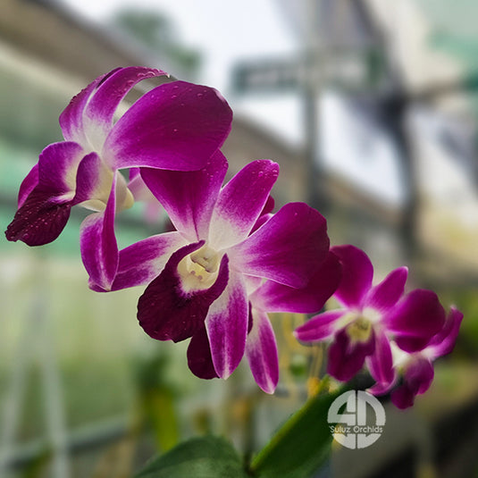 Dendrobium Orchid Earsakul soft red and purple flower