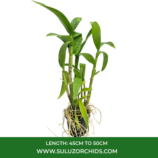 Purple Dendrobium orchid plant with striking purple flowers ideal for décor.