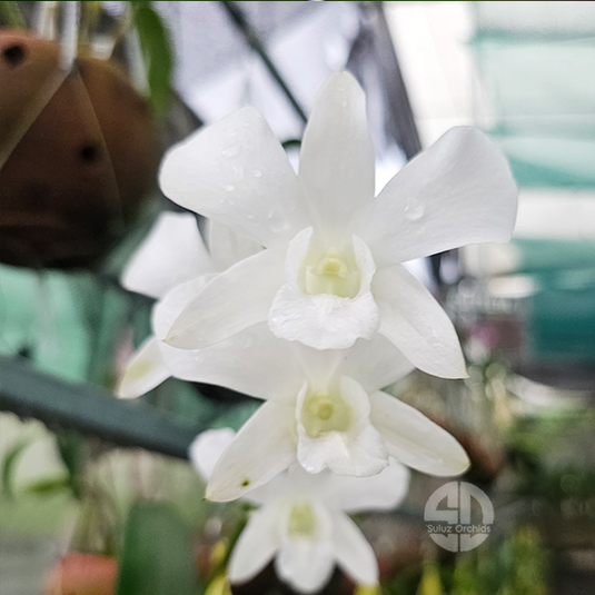 Dendrobium Orchid Sonia White - Seedling