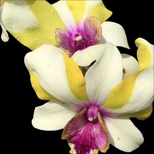 Dendrobium Orchid Plant Star #41 - Seedling