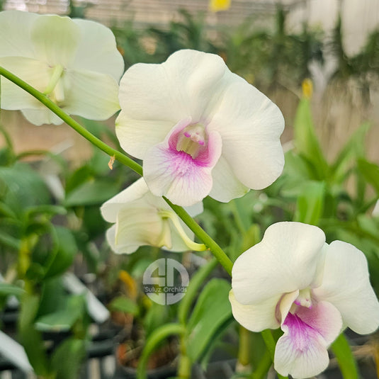 Off White Dendrobium orchid blooms with soft purple Center.